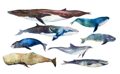 Watercolor whales Hand drawn illustration on white.