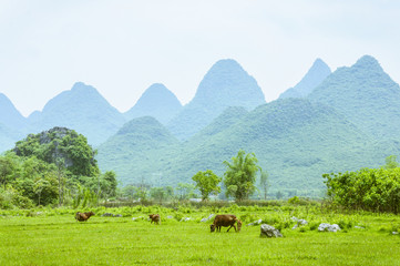 Countryside scenery in springtime