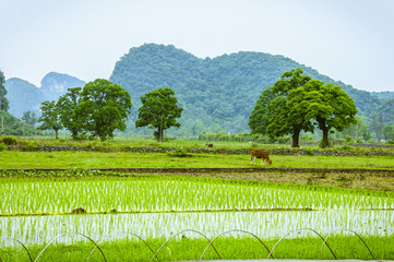 Fototapeta na wymiar Rice fields and mountains background scenery