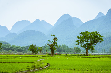 Rice fields and mountains background scenery