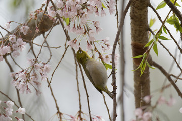 しだれ桜とメジロ
