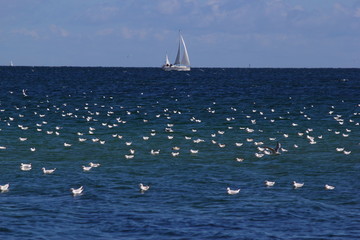Möwen und Segelboot