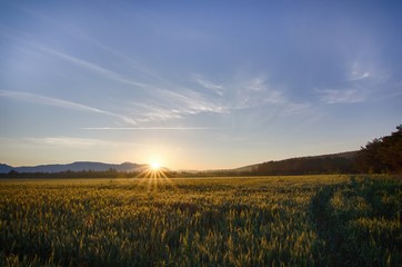 Sun rises over the wheat fields in the forest