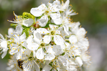 Obraz premium Blooming spring background