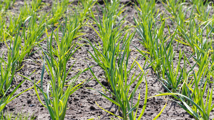 Grow a crop of garlic