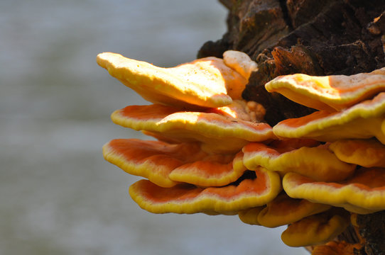 Laetiporus sulphureus "chicken of the woods" fungi - also known as sulphur shelf mushroom. Chicken mushroom on wood by the river