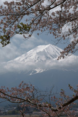 富士山と桜