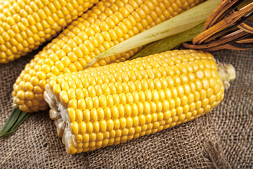 corn on sackcloth