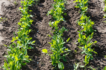 Young peas grow on the bed