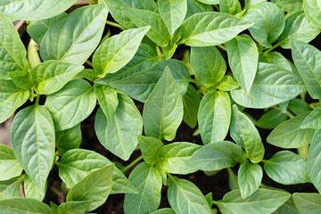 Seedlings of bell pepper