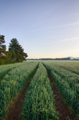Fototapeta na wymiar Pathway in the wheat field in forest