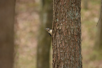 松の幹に留まるアカゲラ