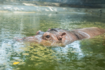 Fototapeta premium Hippo