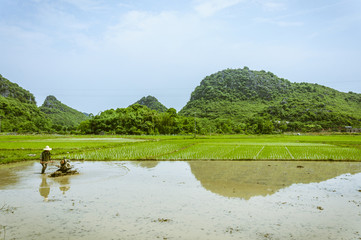 The countryside scenery in summer 