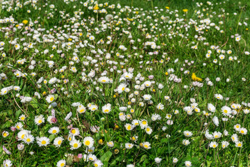 Daisy on a green meadow at sunshine