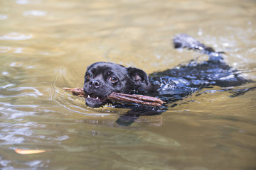 Fototapeta premium 泳ぐ犬