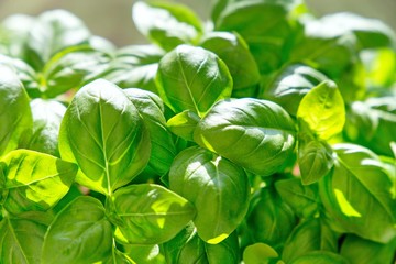 Fresh green basil leaves close-up view