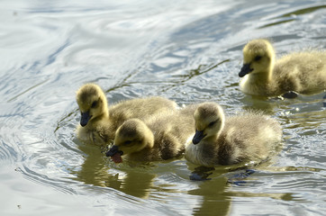 frisch geschlüpfte Gänse, Gänsefamilie