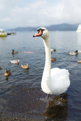 Fototapeta premium Swan and duck in the lake