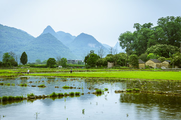 The countryside scenery in summer