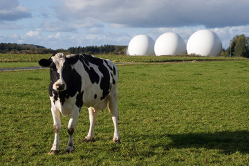 Three radomes and one cow.  A radome is an antenna -  merging of the words radar and dome.