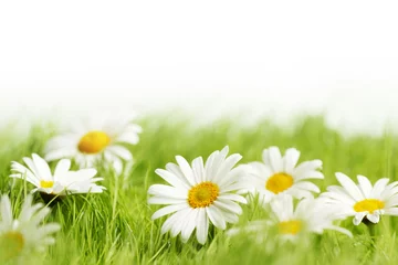 Photo sur Plexiglas Marguerites White daisy flowers in green grass