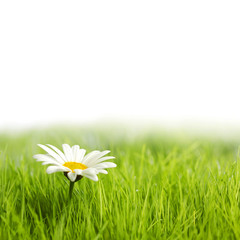 White daisy flower in green grass