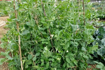 初夏の菜園