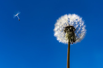 Dandelion. Dandelion fluff. Dandelion tranquil abstract close-up art background. Clear blue sky. Flying fluff.