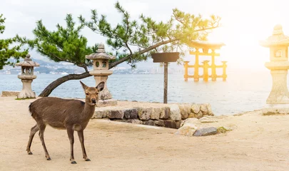 Crédence de cuisine en verre imprimé Cerf Itsukushima Shrine and deer with sunshine