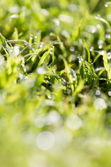 Green grass in the dew on the nature