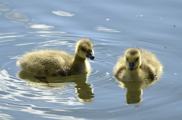 frisch geschlüpfte Gänse, Gänsefamilie