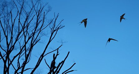Barn Swallows flying in the sky