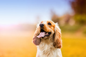 Portrait of a spaniel dog