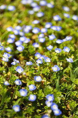 Little blue flowers in the nature