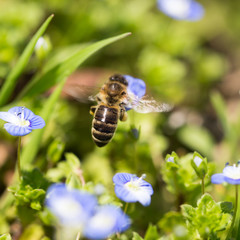 Bee on little blue flowers in nature