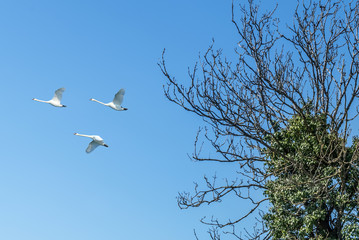 Flying birds over blue sky background