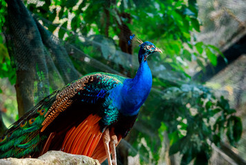 Obraz premium Indian peacock on the green background