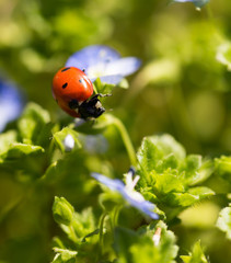 Ladybug on small blue flowers in nature