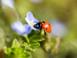 Ladybug on small blue flowers in nature
