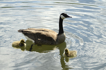 frisch geschlüpfte Gänse, Gänsefamilie