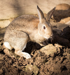 Hares on the ground in the wild
