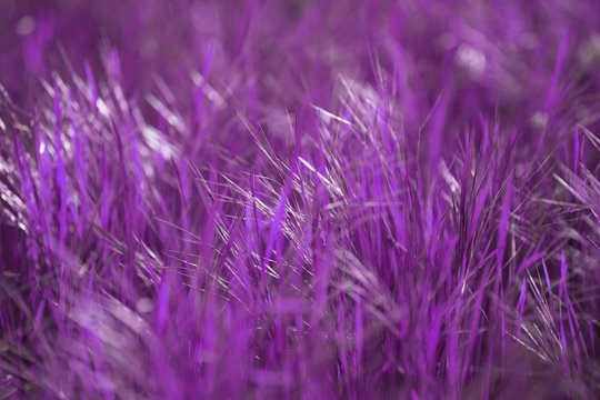 Purple Grass And  Nature Blurred Background