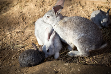 Hares on the ground in the wild