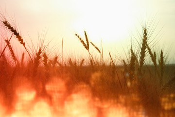 photo of wheat field at sunset.