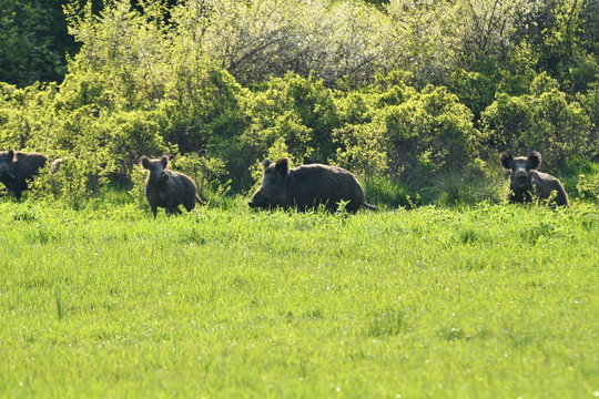 wild boar near the forest
