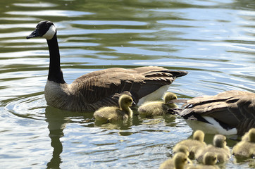 frisch geschlüpfte Gänse, Gänsefamilie