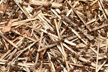 forest ant and anthill