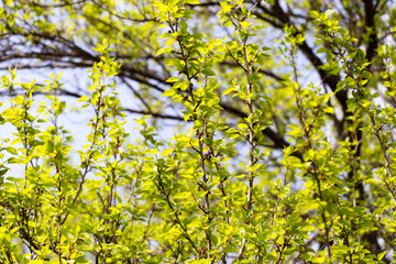 Small green leaves on a tree in spring