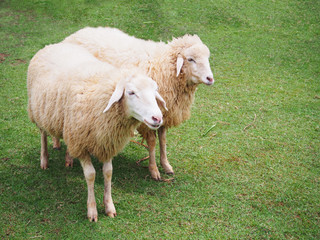Sheeps in meadow
